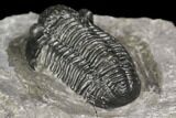 Detailed Gerastos Trilobite Fossil - Morocco #141677-4